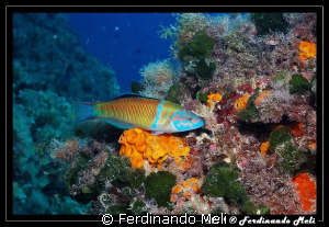 Thalassoma pavo. by Ferdinando Meli 